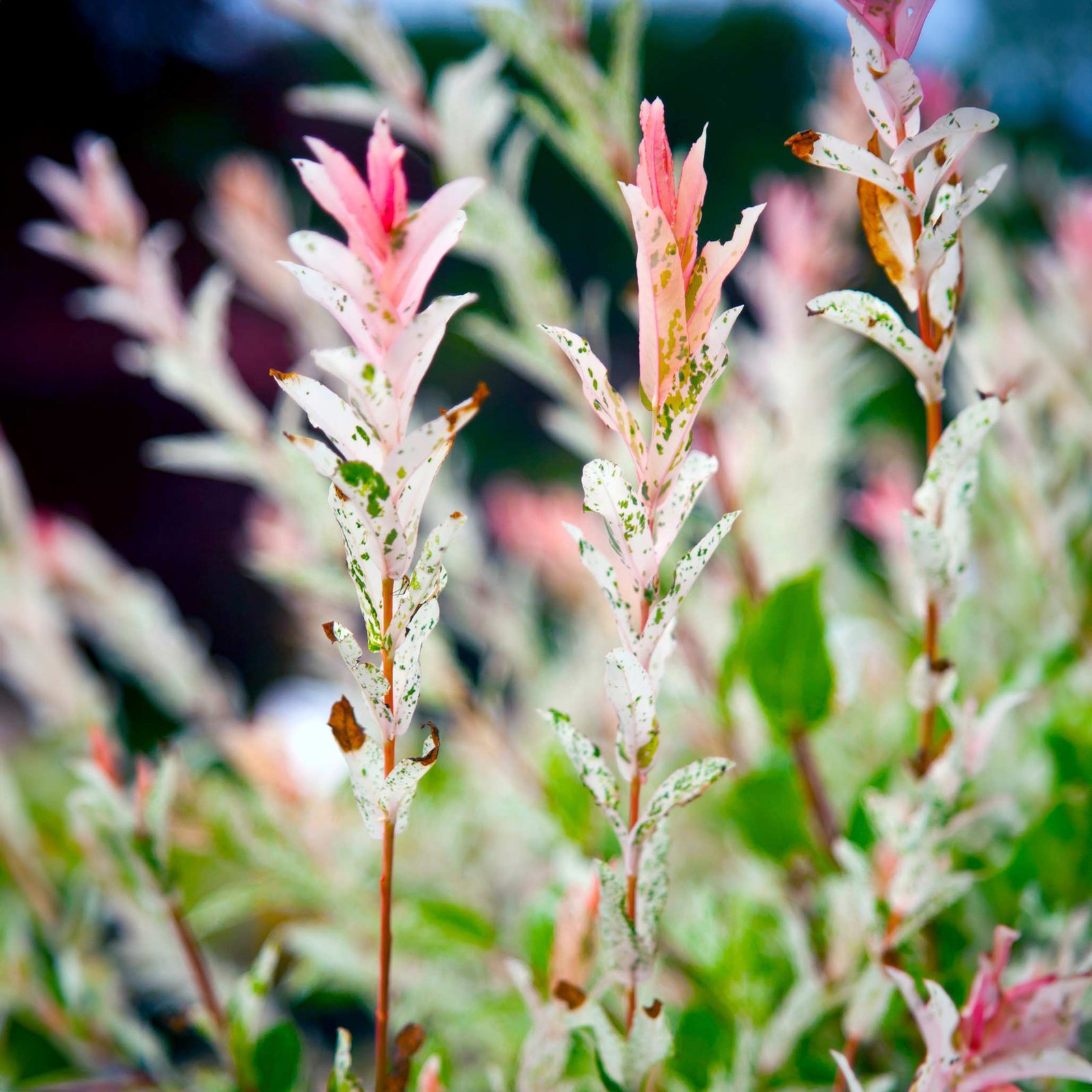 Tri-Color Dappled Willow Tree Hover