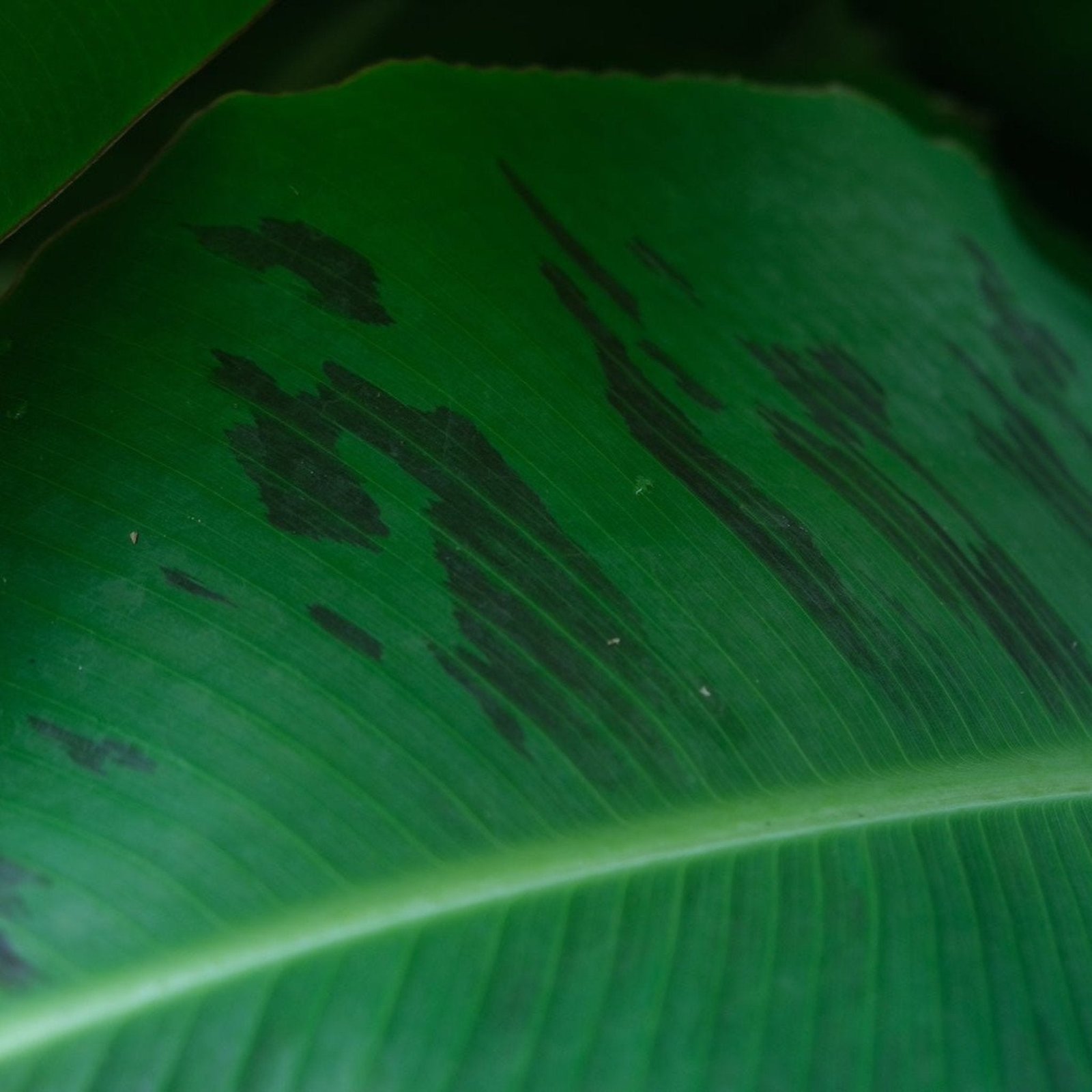 Truly Tiny Dwarf Banana Tree Hover