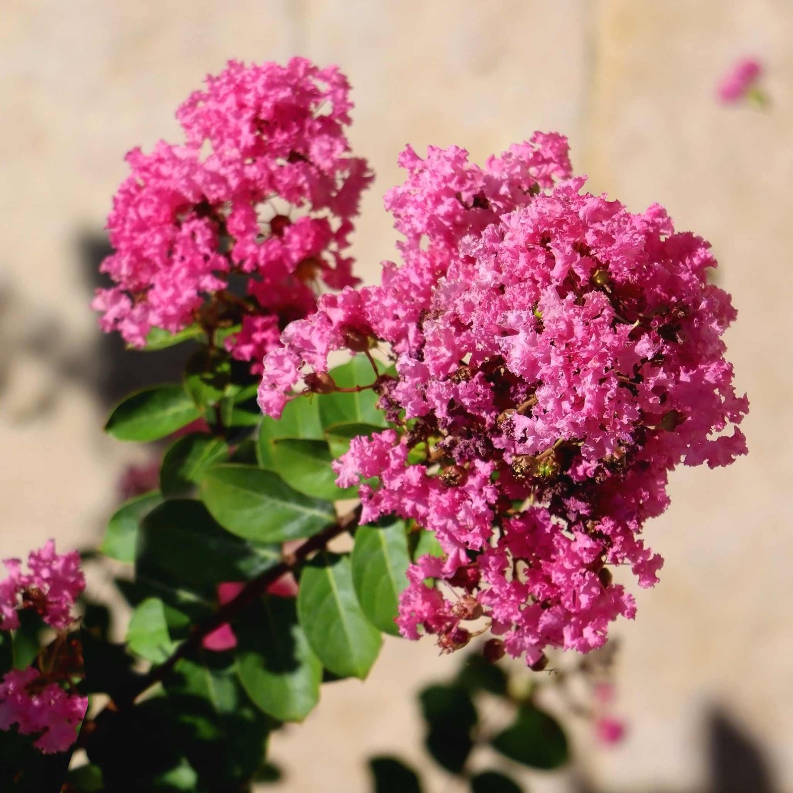 Tuscarora Crapemyrtle Hover