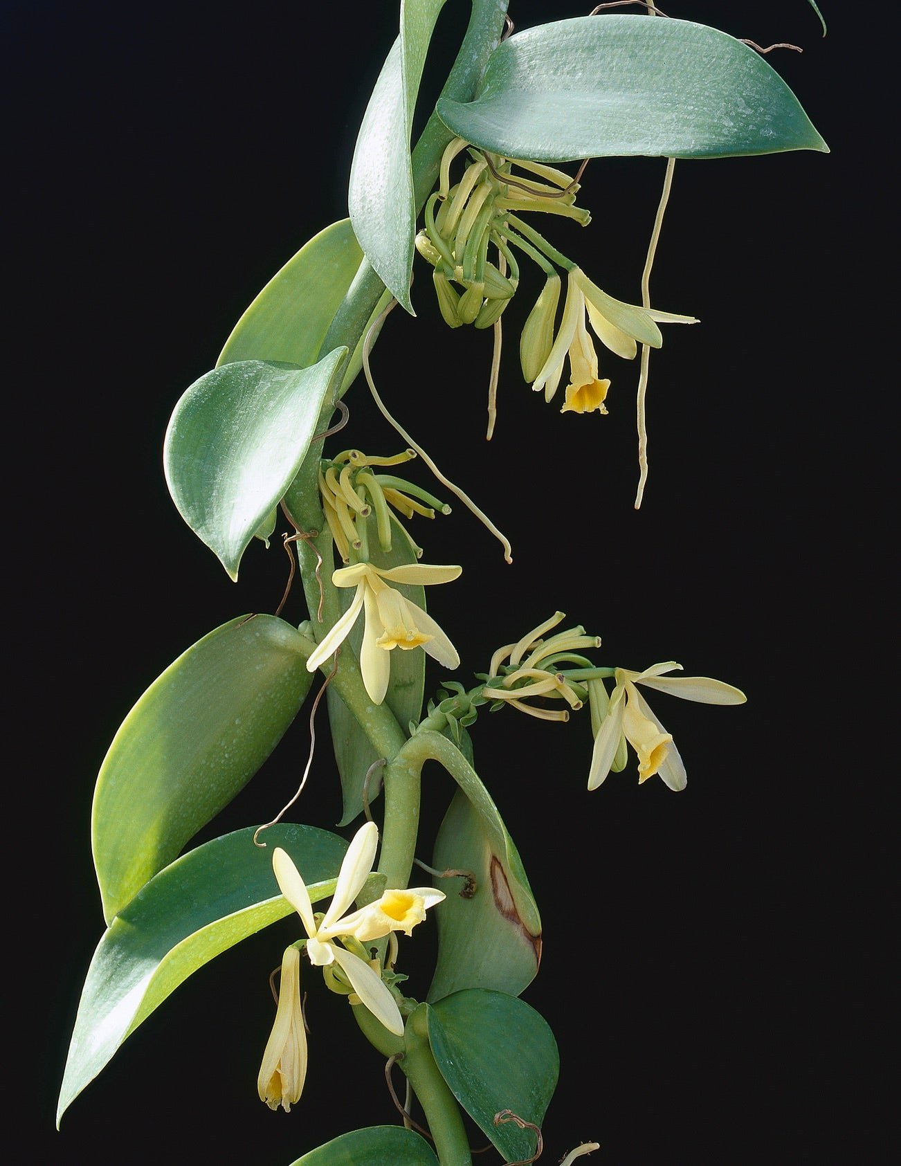 Vanilla Orchid Hover