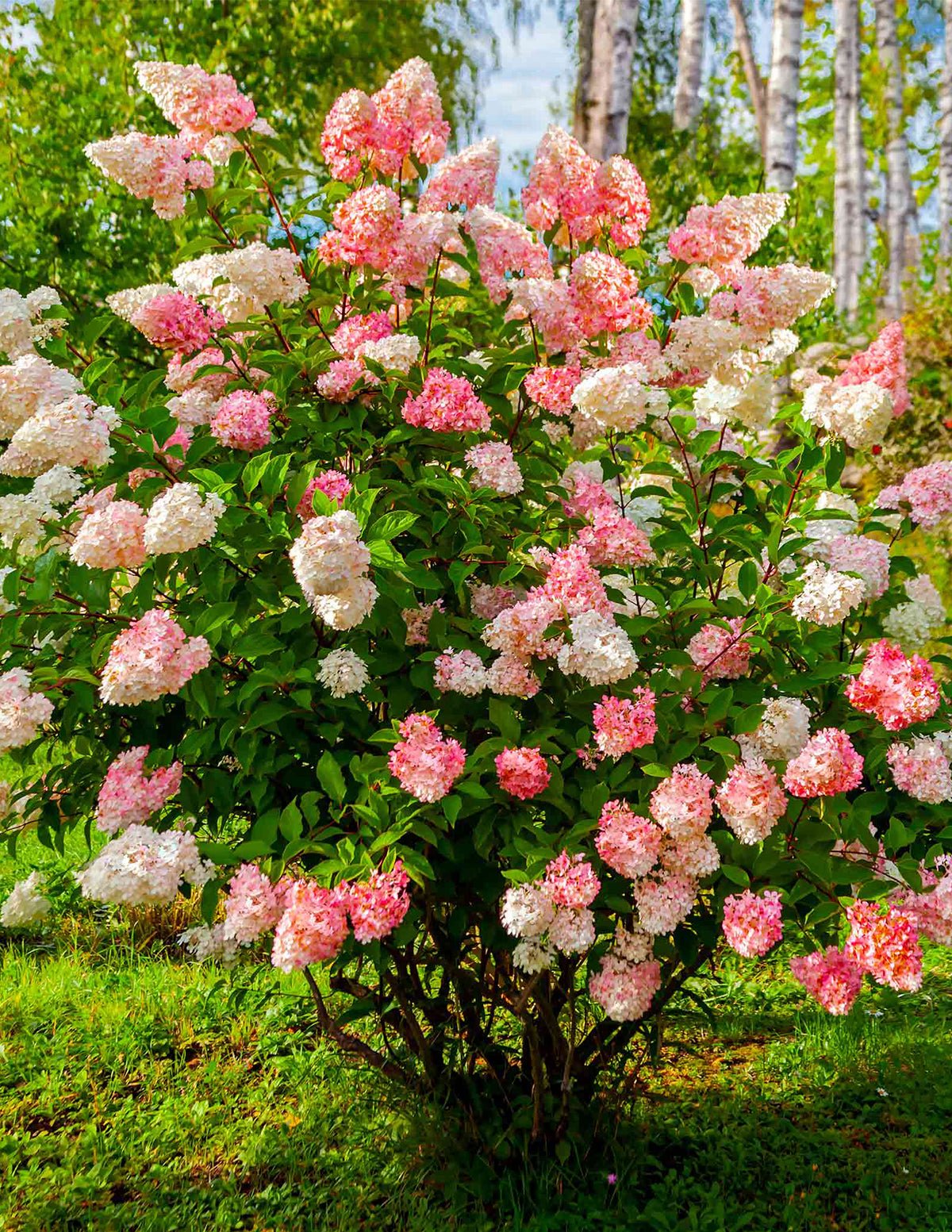 Vanilla Strawberry™ Hydrangea Hover