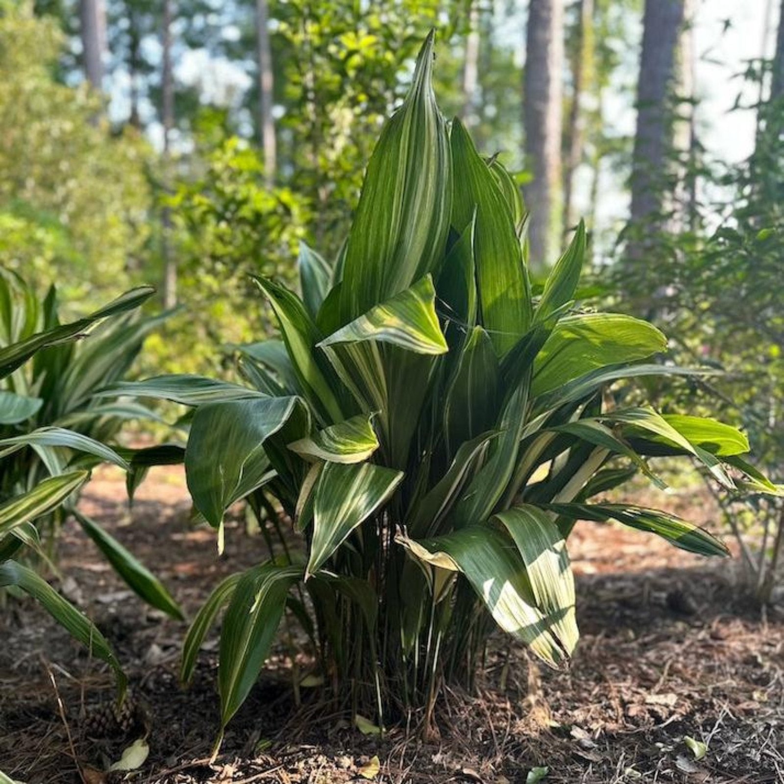 Variegated Cast Iron Plant Hover