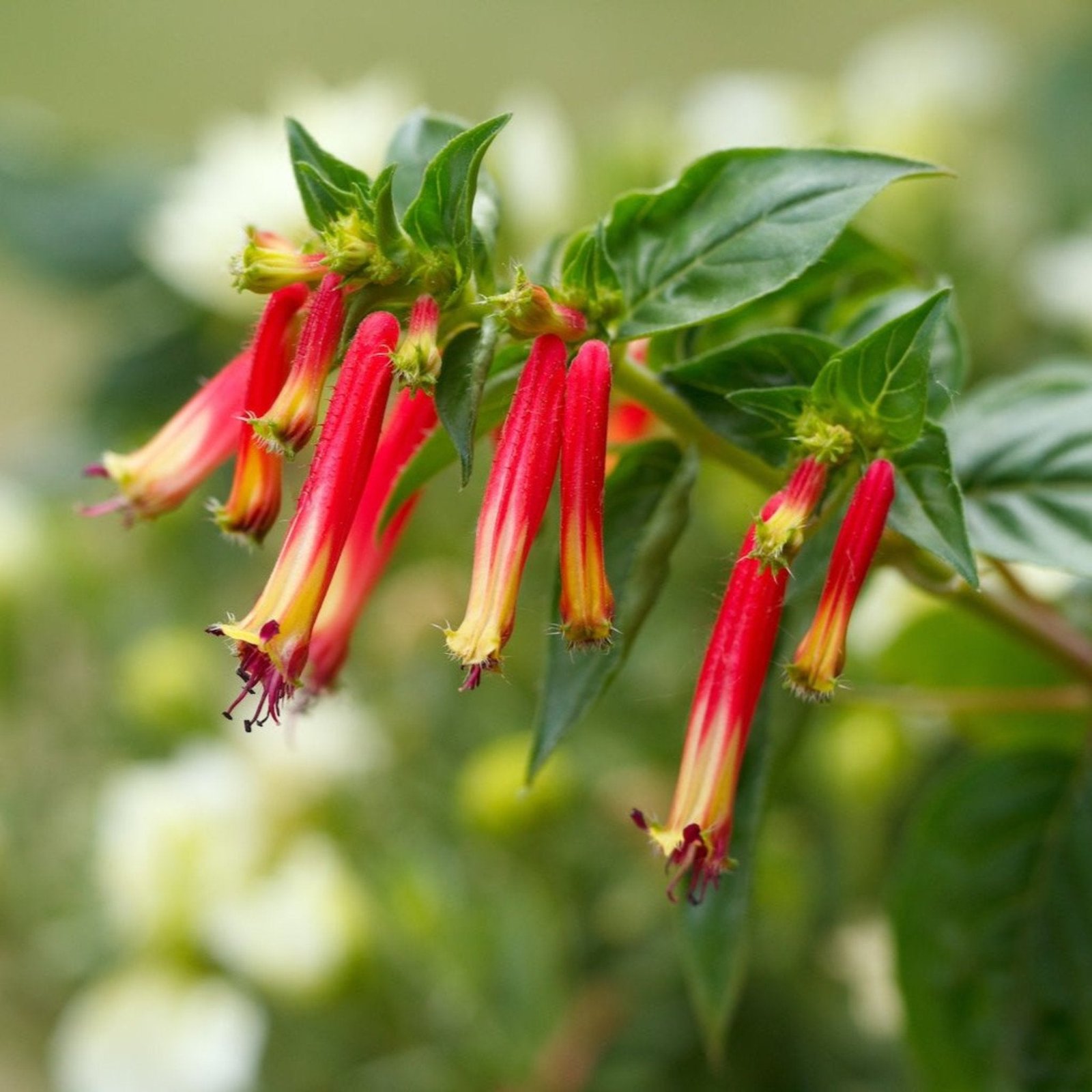Vermillionaire® Large Firecracker Plant Hover