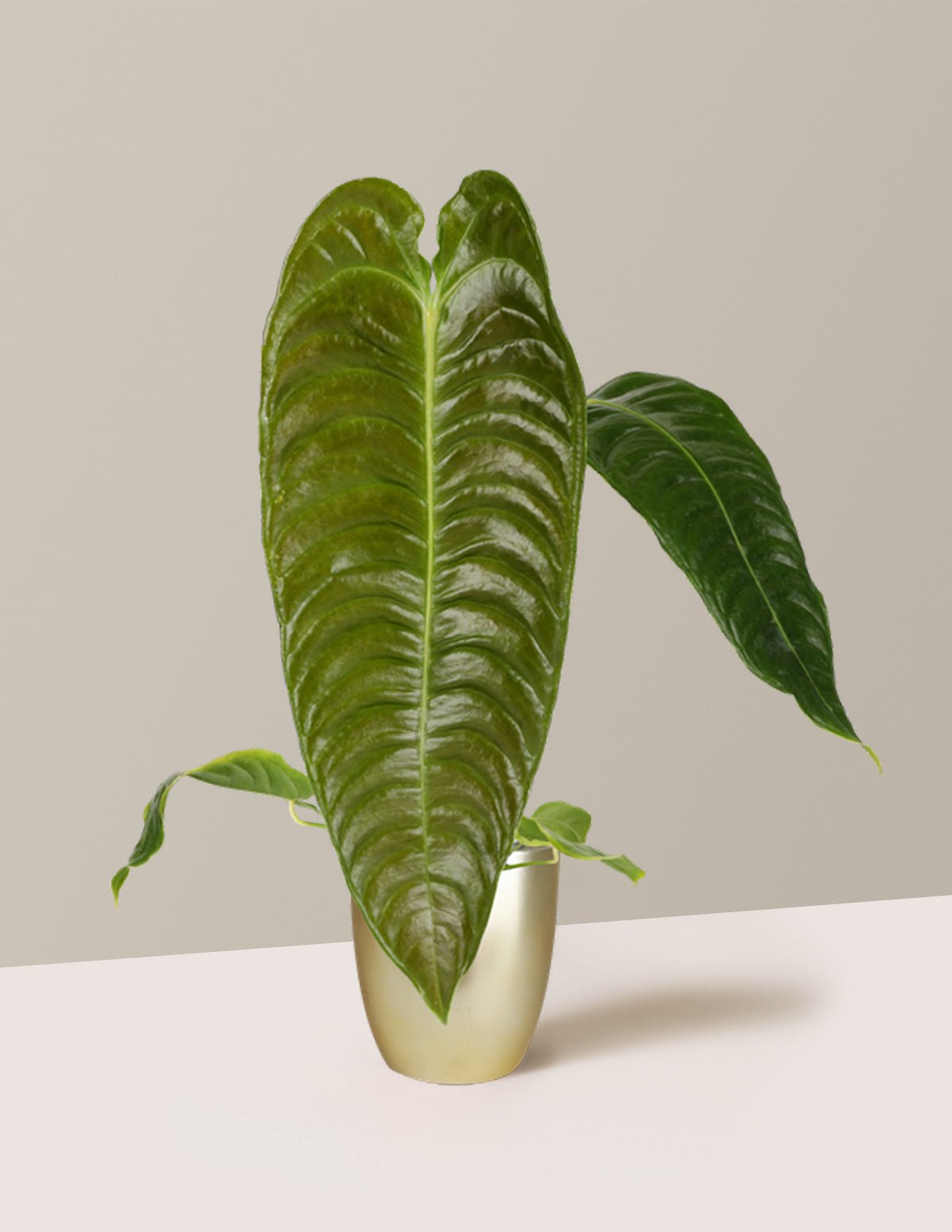 Anthurium Veitchii Hover
