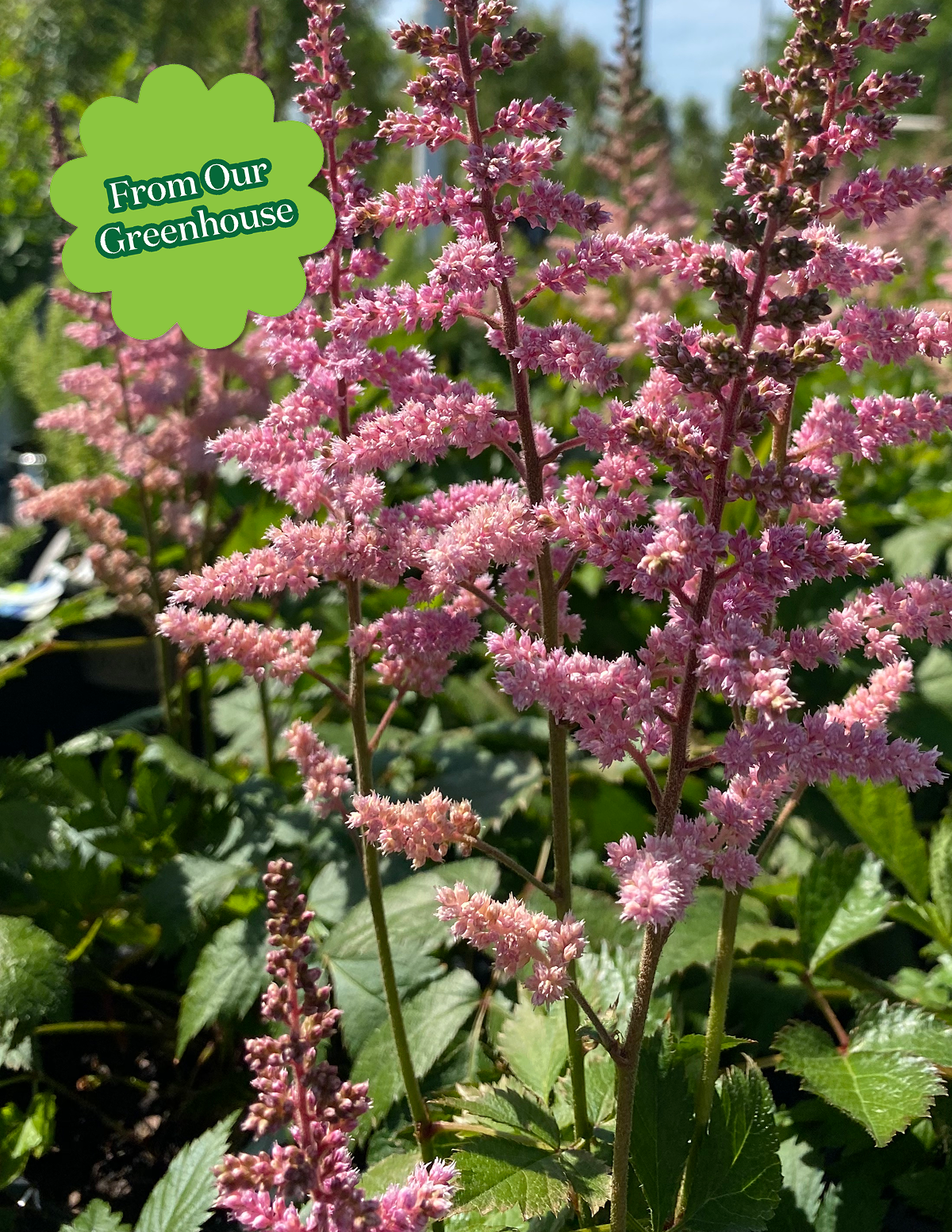Vision in Pink Astilbe Hover