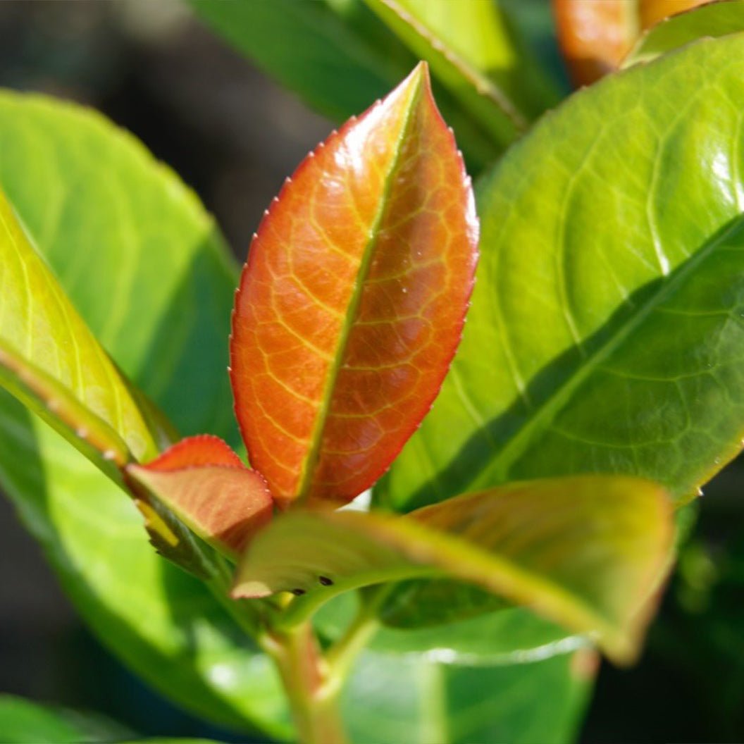 Volcano Cherry Laurel Hover