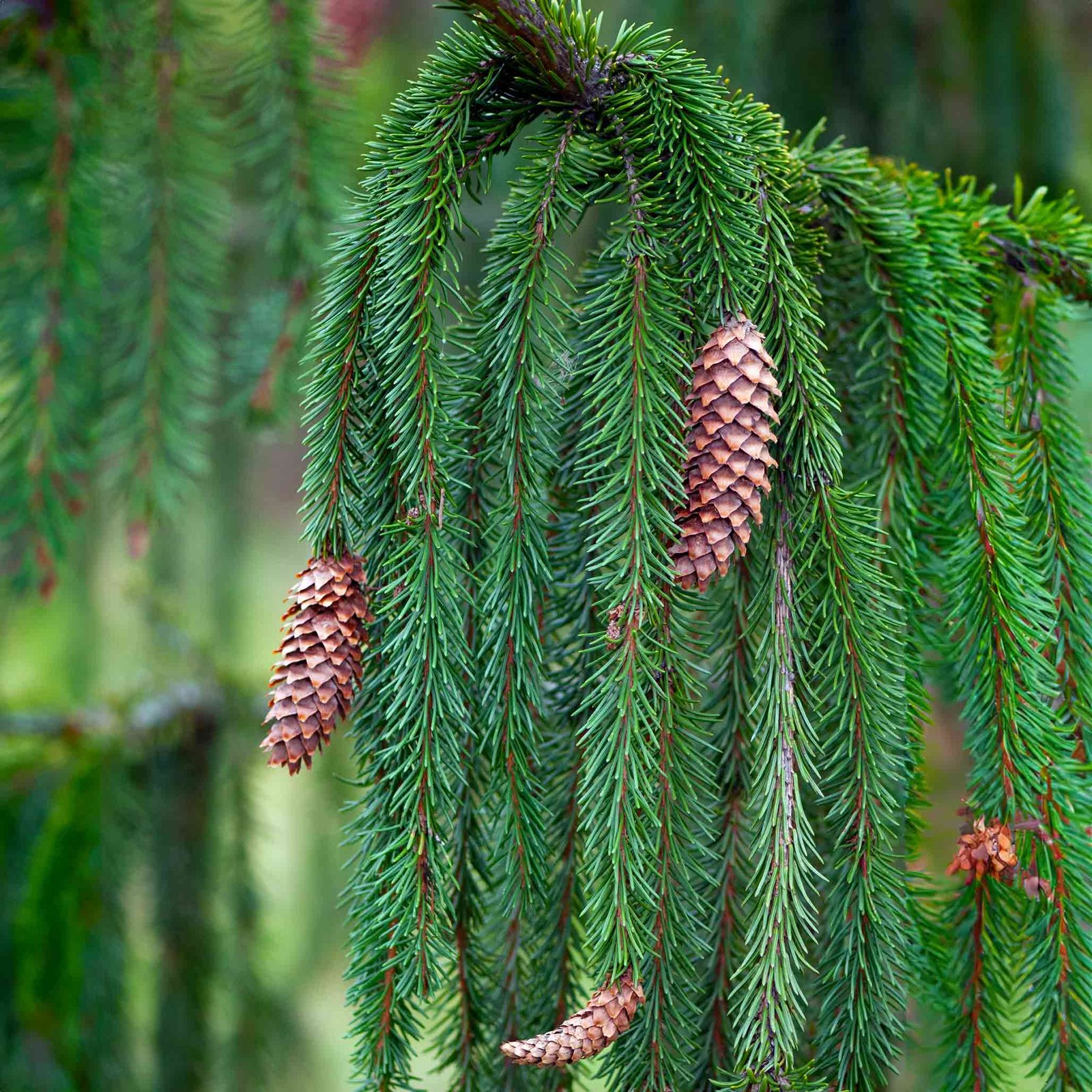 Weeping Norway Spruce Hover