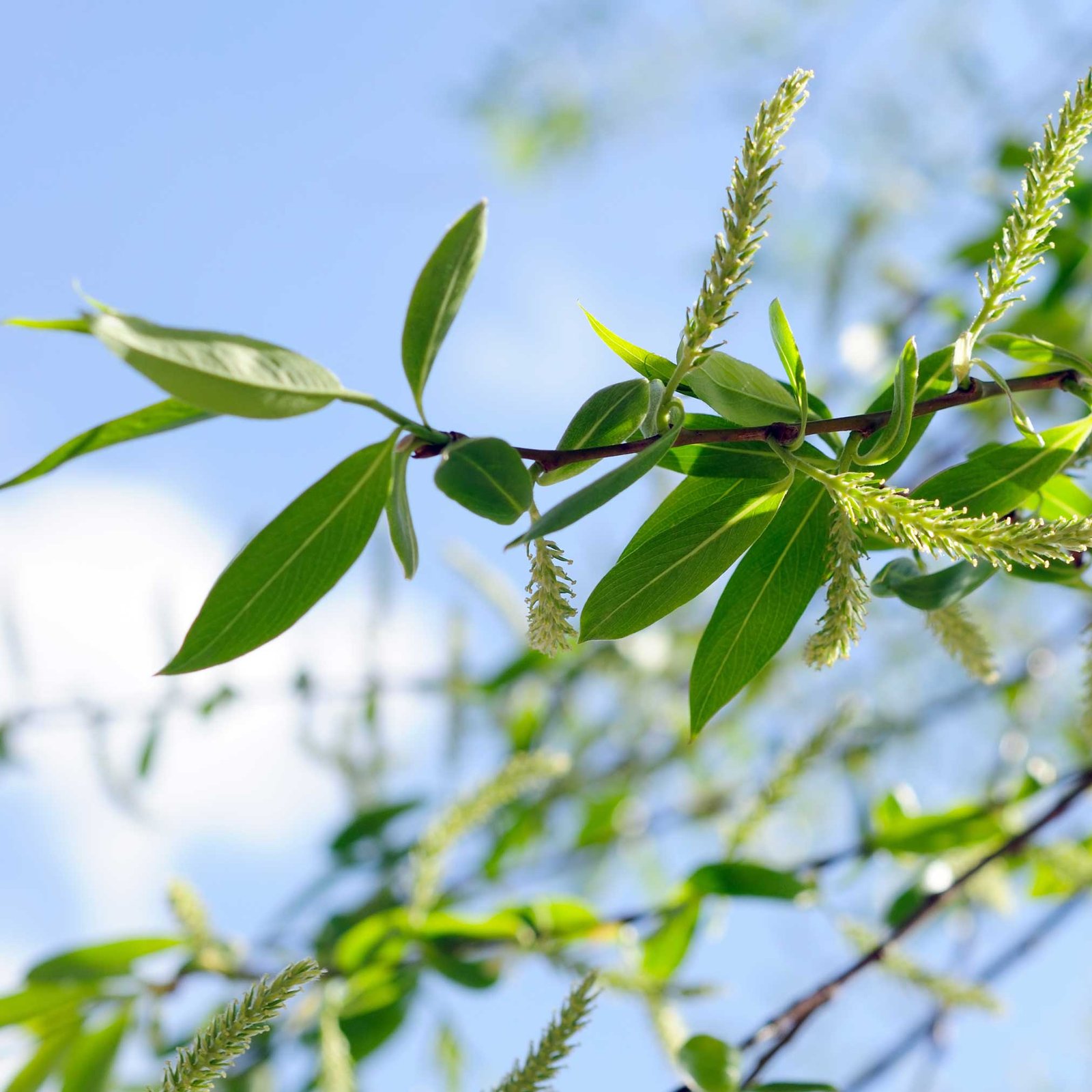 Weeping Willow Hover