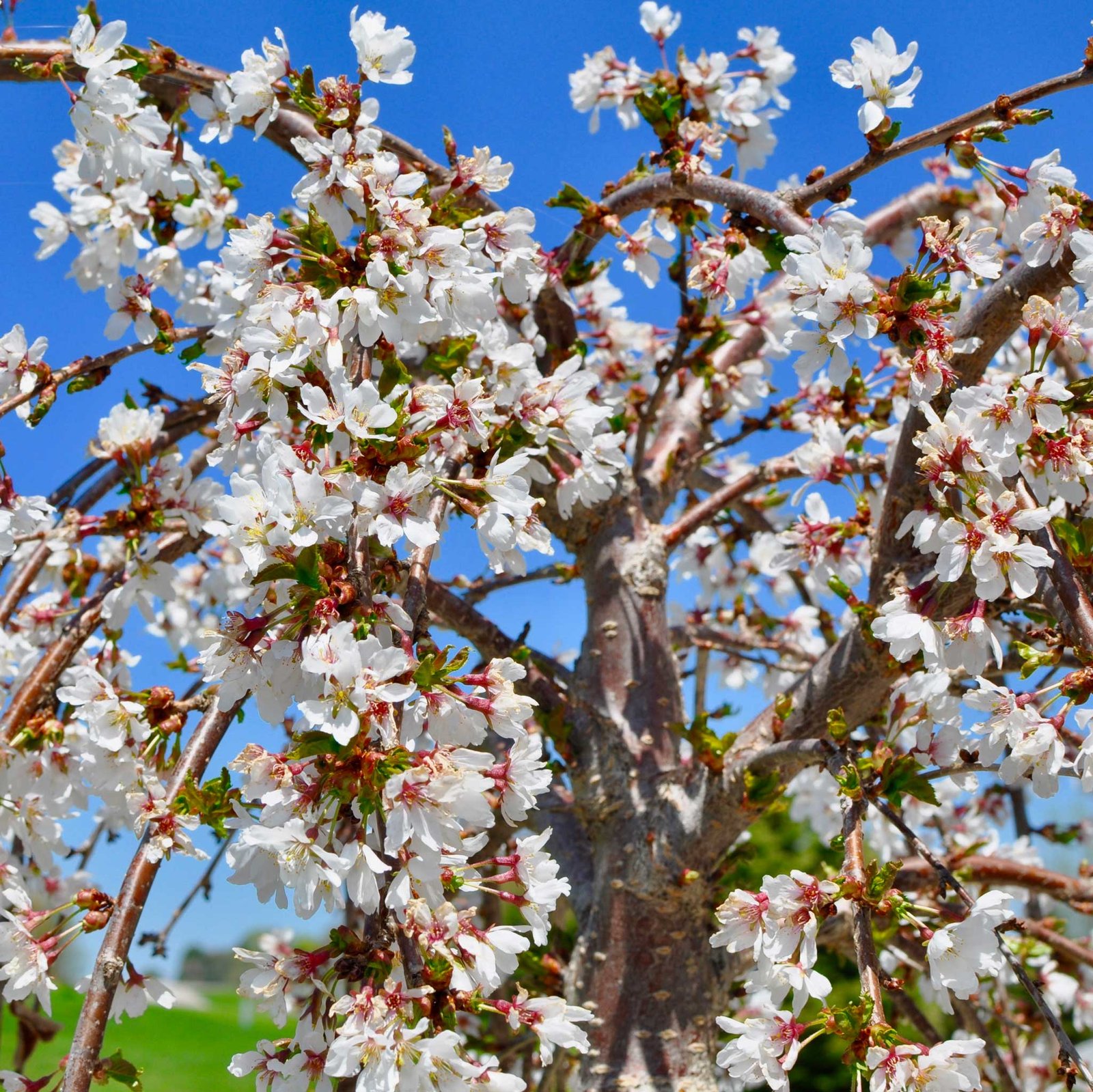 Weeping Yoshino Flowering Cherry Hover