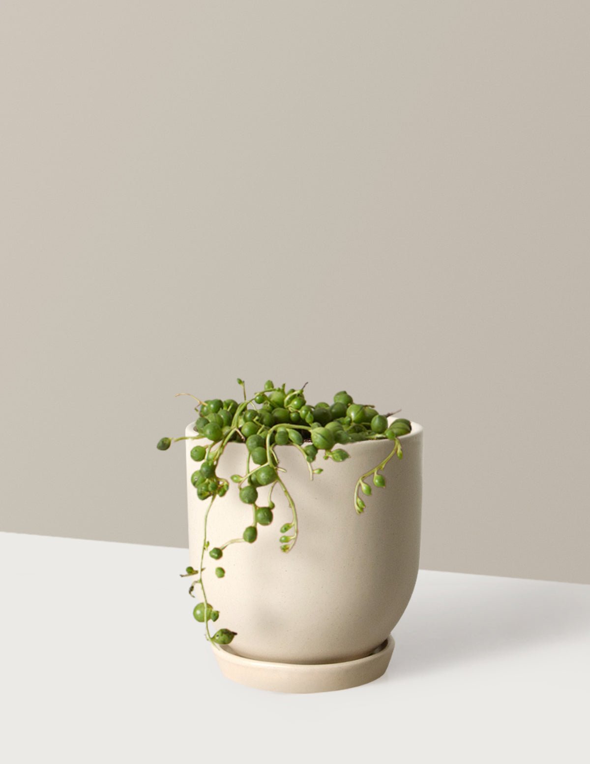 Westcott Ceramic Planter Hover