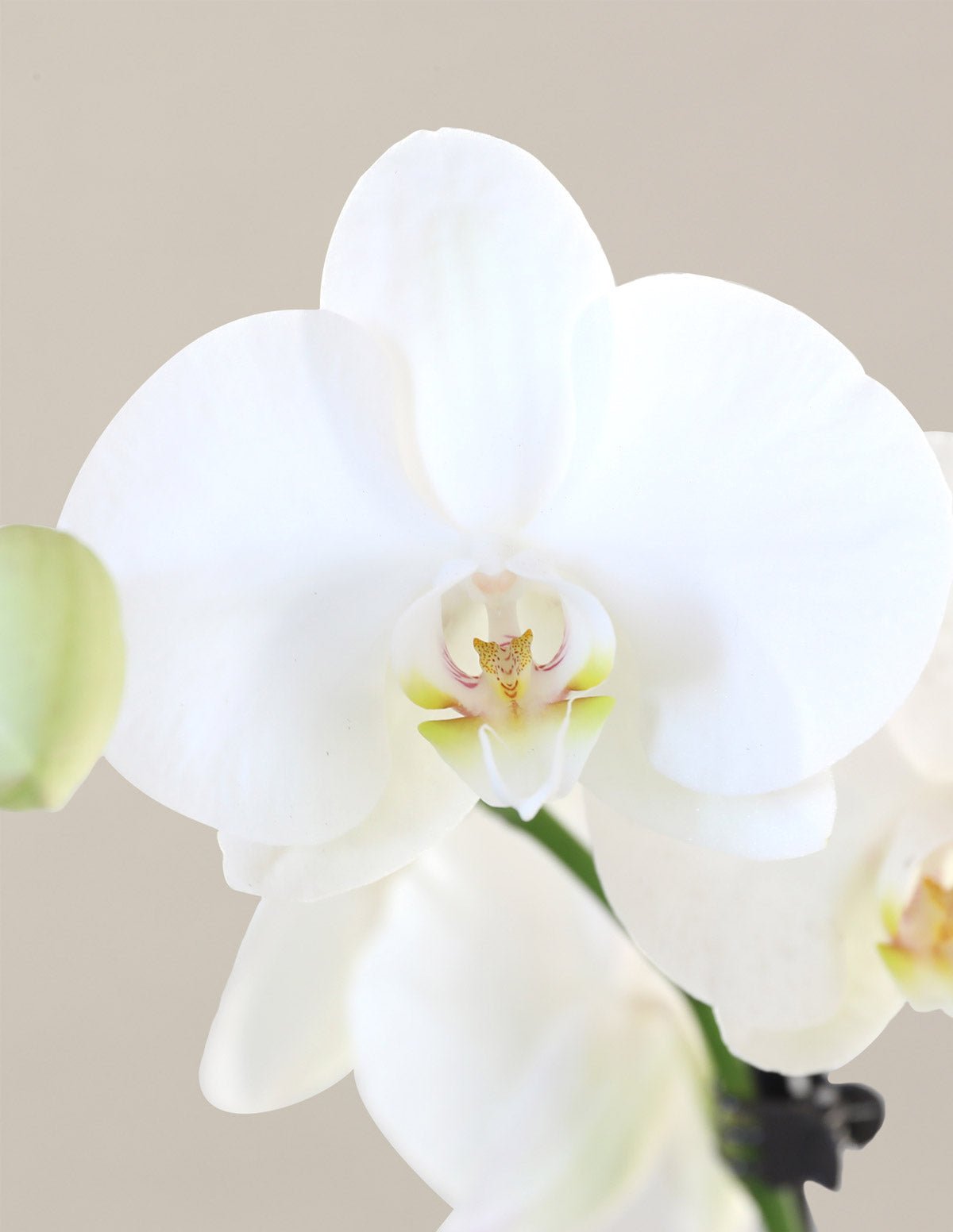 White Orchid Hover