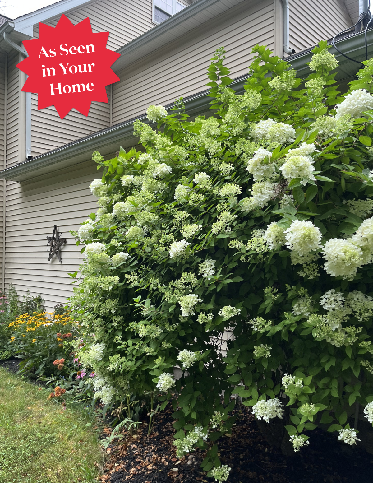 White Wedding Hydrangea Hover