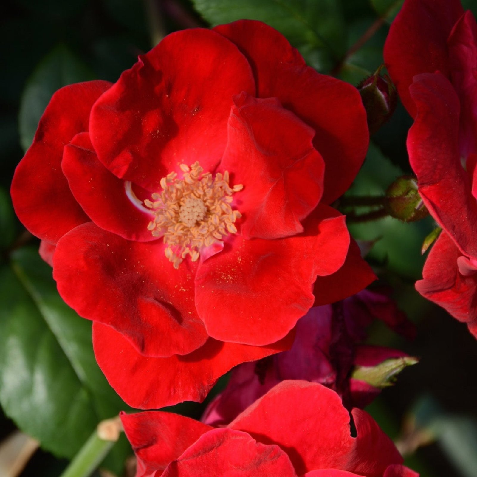 Winner's Circle™ Climbing Rose Hover