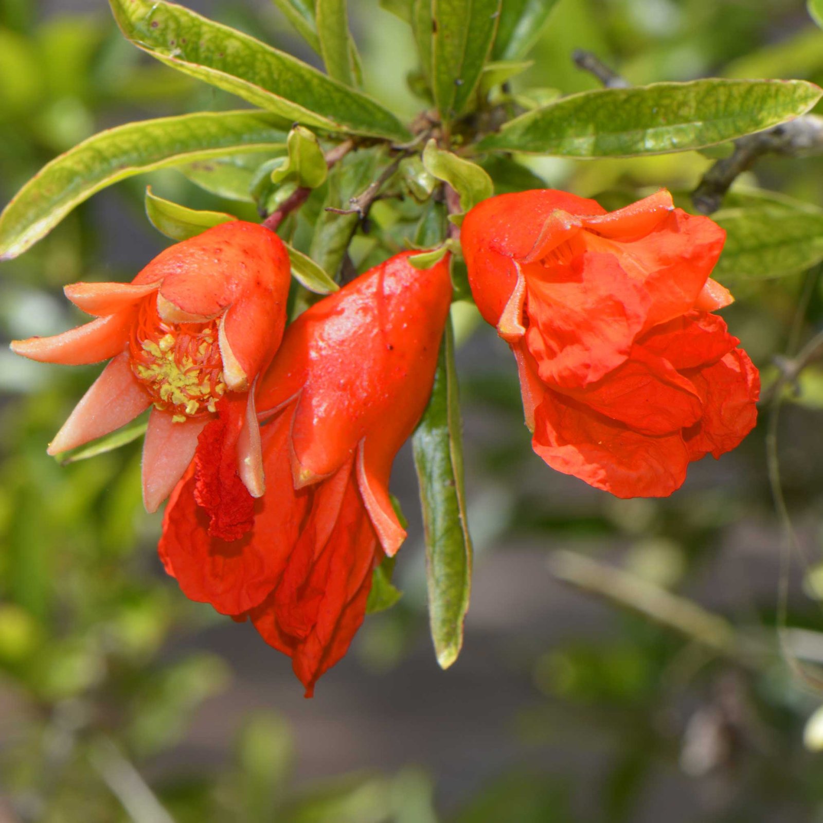 Wonderful Pomegranate Tree Hover