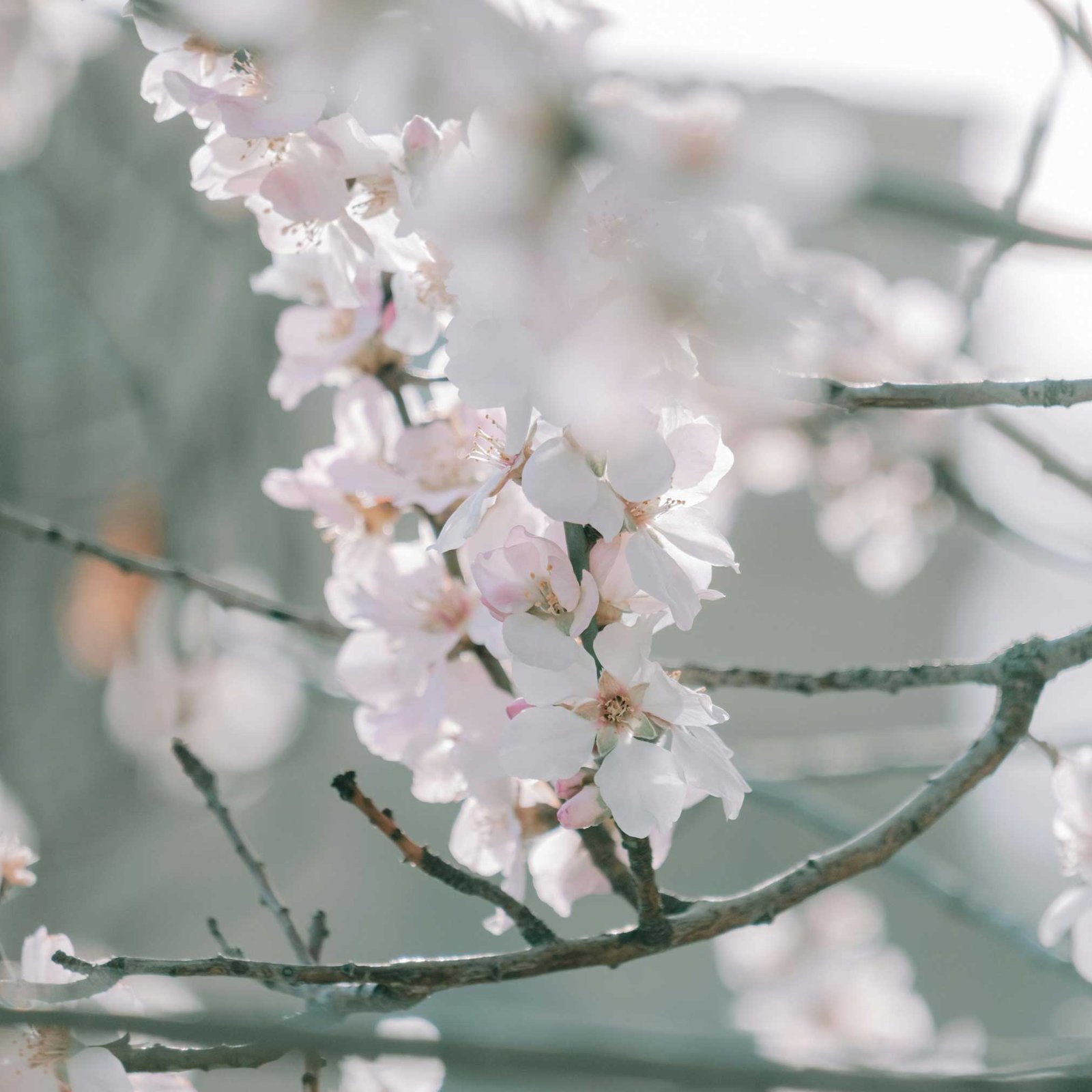 Yoshino Flowering Cherry Tree Hover