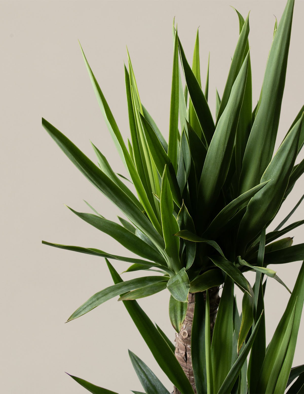 Yucca Plant Multi Stem Hover
