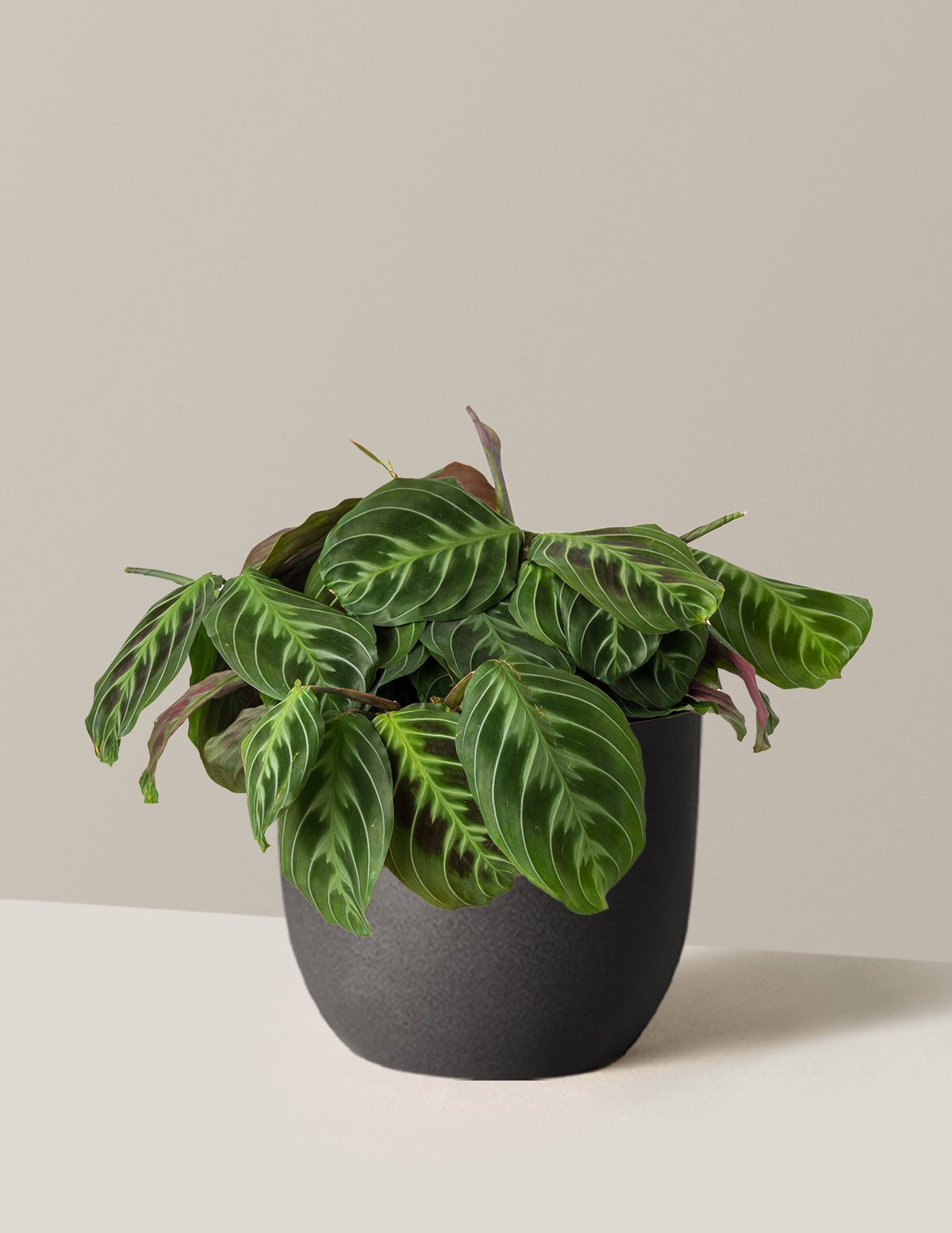 Maranta Black