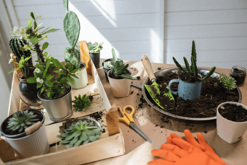 Plant Care: The Basics