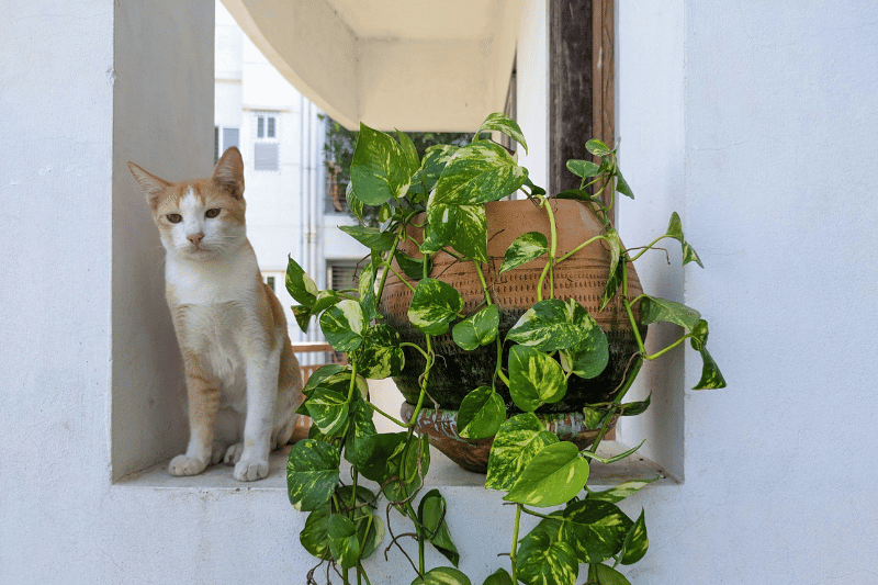 Pet-Friendly Plant Seminar