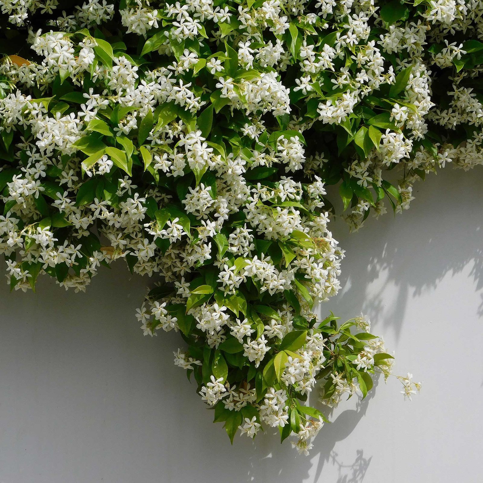 Top Five Flowering Vines for Gardeners