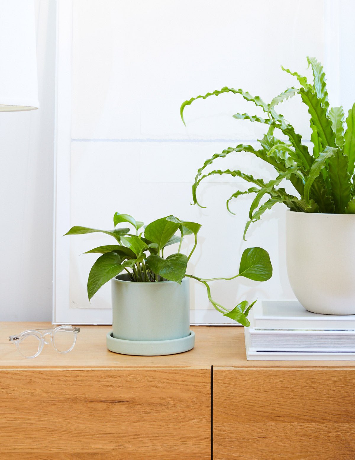 The Top Trailing Plant for Your Bookcase
