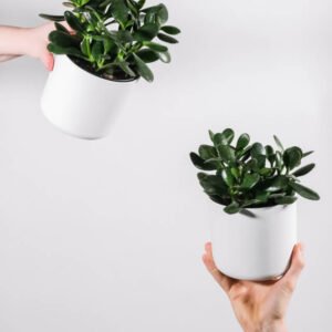 plants shop product gallery img 15