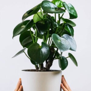plants shop product gallery img 2