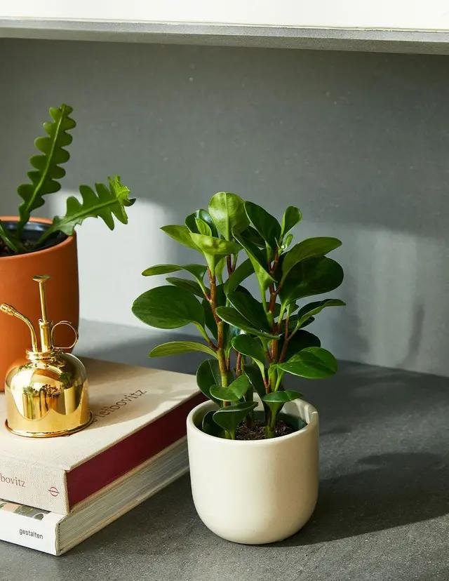 Easy To Grow