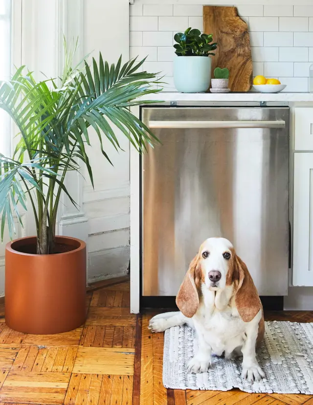 Pet-Friendly
