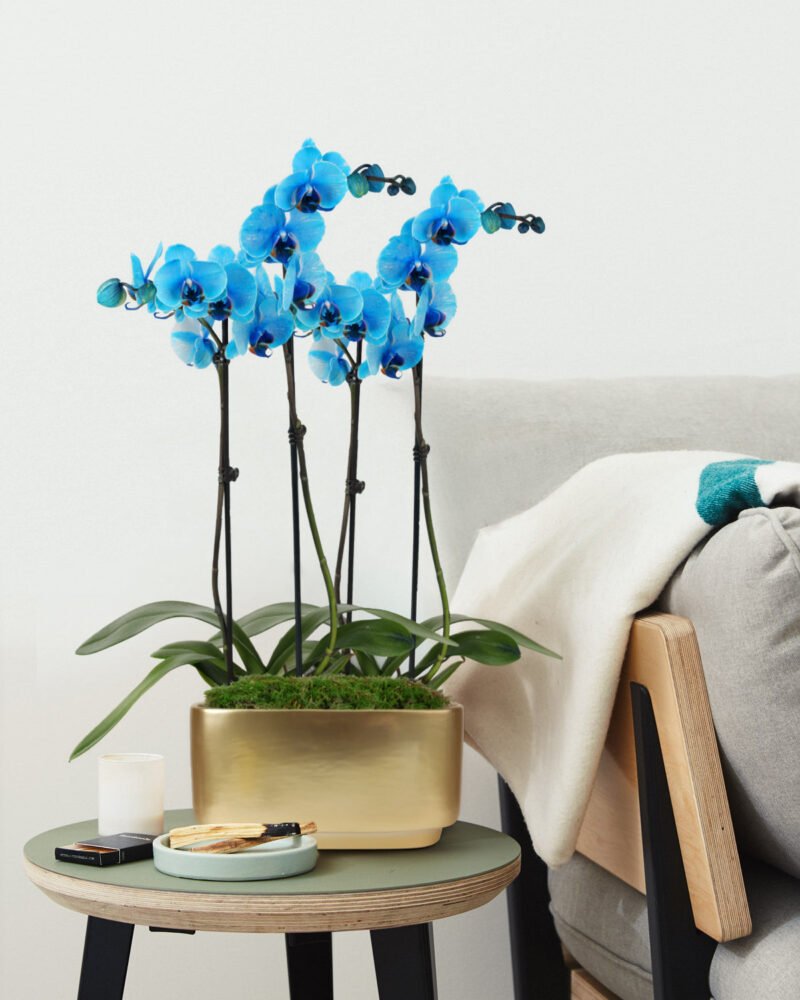 Orchids & Blooms