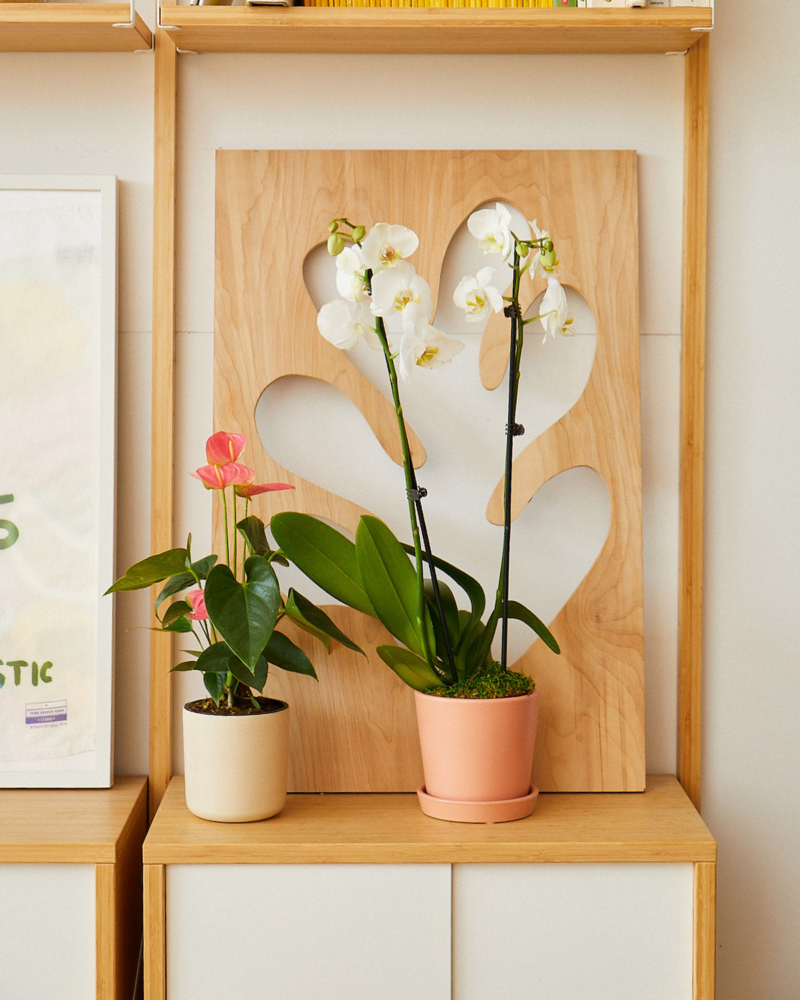 Indoor Plants